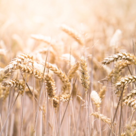 How To Eat Grains On The Low FODMAP Diet