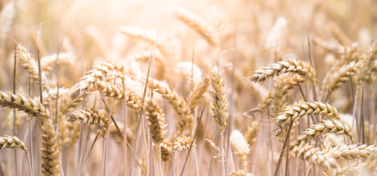 How To Eat Grains On The Low FODMAP Diet